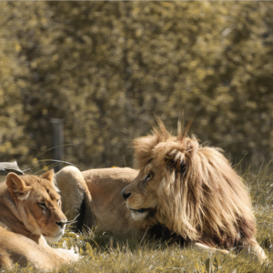 Planche à découper Lion
